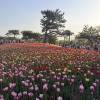 comment-small-img