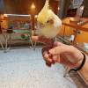 comment-small-img
