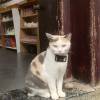 comment-small-img
