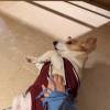 comment-small-img