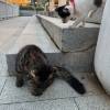 comment-small-img