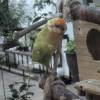 comment-small-img