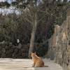 comment-small-img