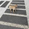 comment-small-img