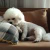 comment-small-img