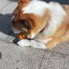 comment-small-img