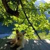 comment-small-img