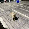 comment-small-img