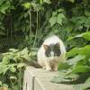 comment-small-img