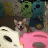 comment-small-img