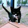 comment-small-img