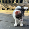 comment-small-img