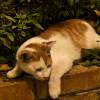 comment-small-img