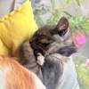 comment-small-img