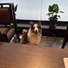 comment-small-img