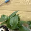 comment-small-img