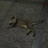 comment-small-img