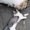 comment-small-img