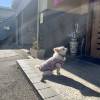 comment-small-img