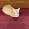 comment-small-img