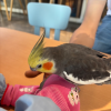 comment-small-img