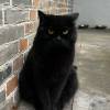 comment-small-img