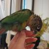 comment-small-img