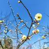 comment-small-img