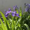 comment-small-img