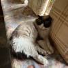 comment-small-img