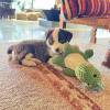 comment-small-img
