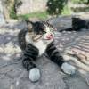 comment-small-img