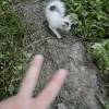 comment-small-img