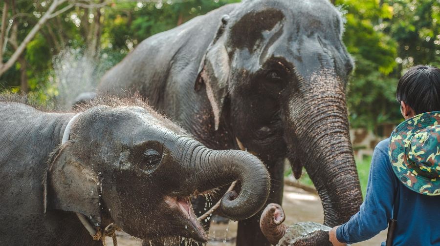 普吉島卡馬拉海景大象營遊樂項目【可選飛索|ATV山地越野車|騎大象|大象洗澡
