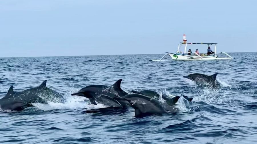 峇里島羅威納追海豚一日遊【可選專車海釣漂流火山ATV滑翔傘】