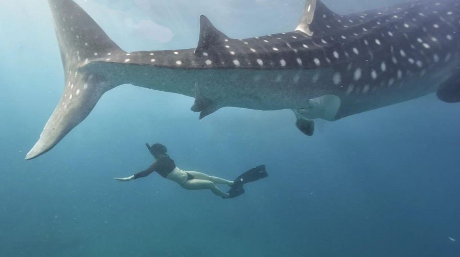 宿霧出發：奧斯洛布鯨鯊觀賞&浮潛一日遊 | 來回接駁&含午餐