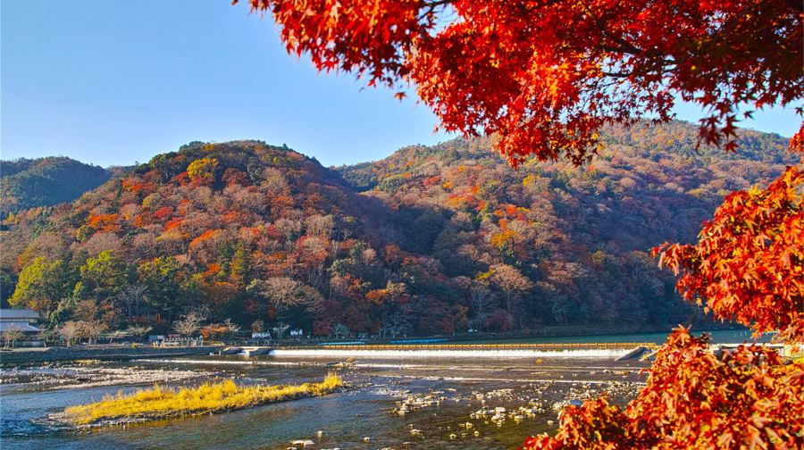 京都嵐山+奈良公園餵鹿+伏見稻荷大社一日遊，秋季賞楓