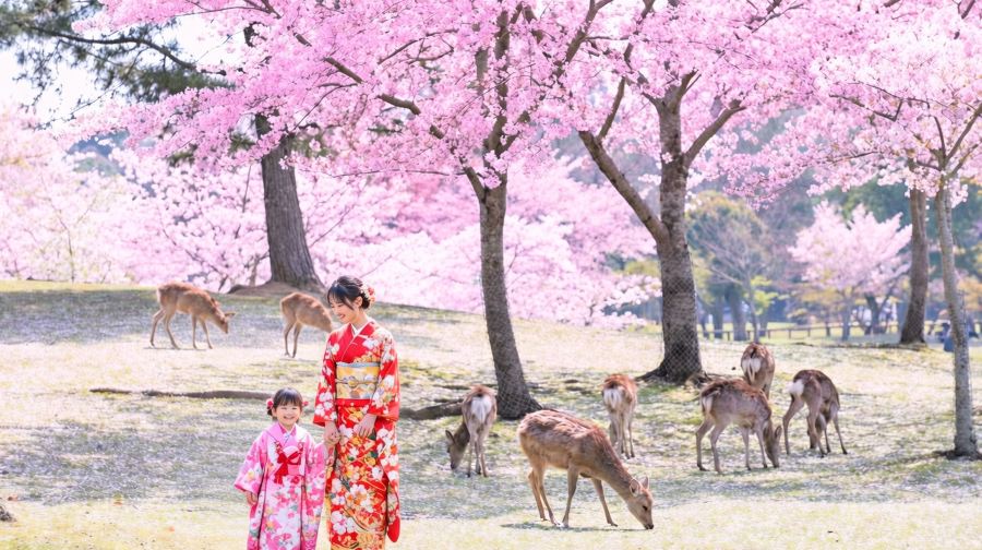 【京都&奈良&宇治一日游】奈良公園萌鹿&伏見稻荷大社千本鳥居&東大寺&平等院&宇治抹茶美食街&宇治川&宇治公園（大阪或京都出發）