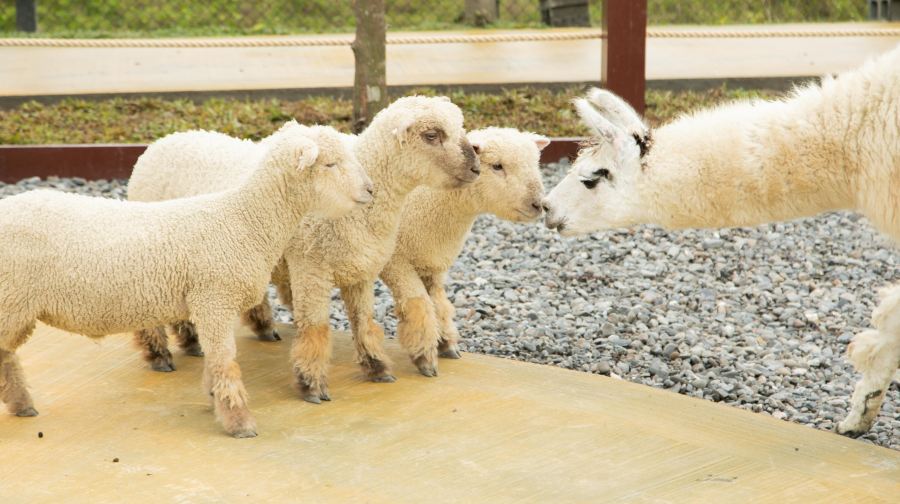 宜蘭蘭陽博物館+動物農場+羅東夜市一日遊【台北出發】