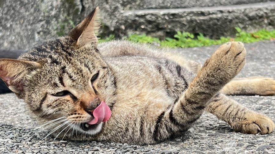 台北猴硐貓村+十分瀑布+十分老街+九份老街一日遊【台北出發】