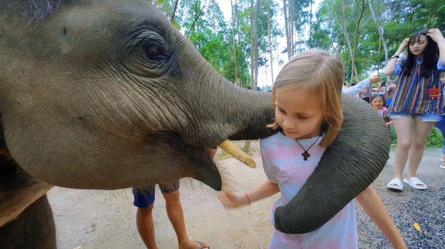 普吉島耐迪大象保護營一日遊【全島接送|中英導遊|攝影師拍照】