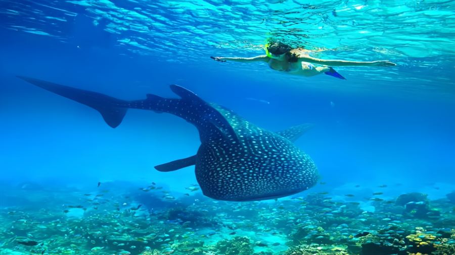 普吉島出發：皮皮島+瑪雅灣+雞蛋島 一日遊|含上島費