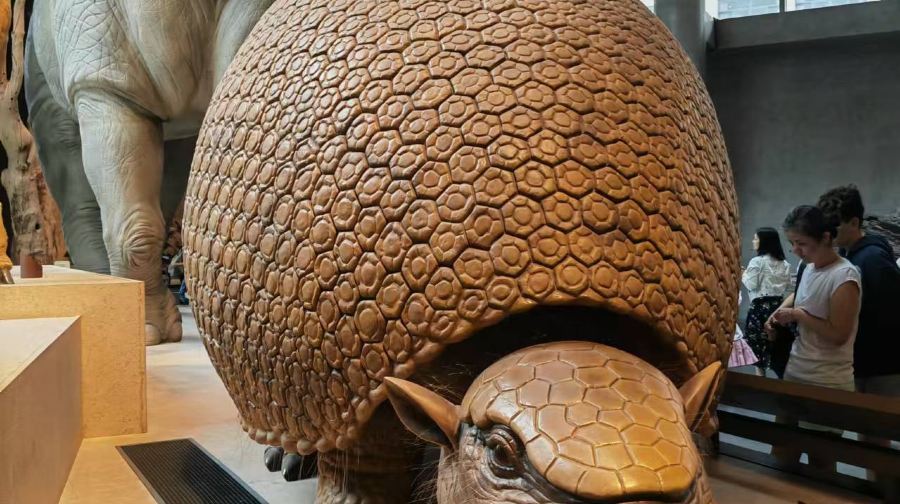 上海自然博物館半日遊 人員深度導覽2小時 精品小團 含耳麥