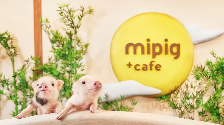 【mipig cafe 大阪店】超人氣療癒小豬咖啡廳互動體驗(4歲以上成人)