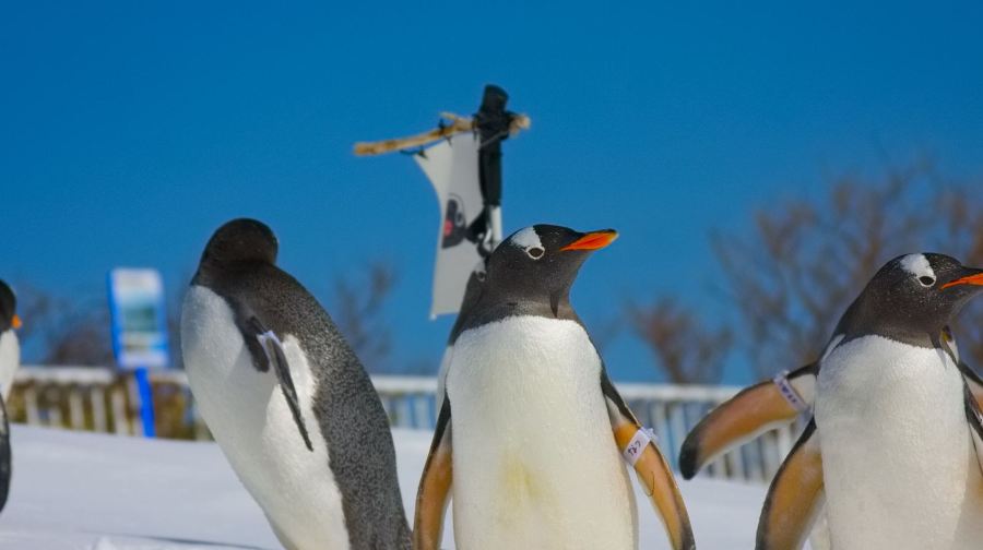 【彈性小團】小樽浪漫一日遊：小樽水族館+天狗山+音樂盒堂