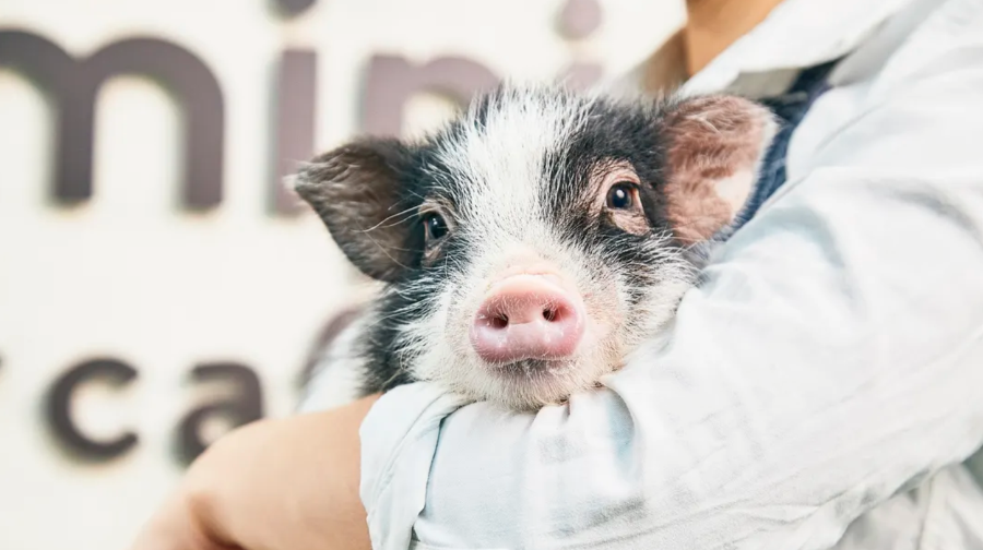 【mipig cafe 京都店】超人氣療癒小豬咖啡廳互動體驗(4歲以上成人)