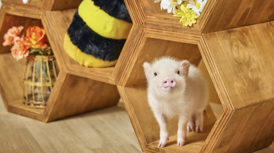 【mipig cafe Sunshine City店】超人氣療癒小豬咖啡廳互動體驗