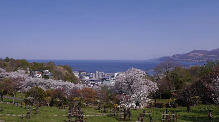 小樽櫻旅一日遊：手宮公園賞櫻/三島芝櫻庭院+音樂盒堂+天狗山
