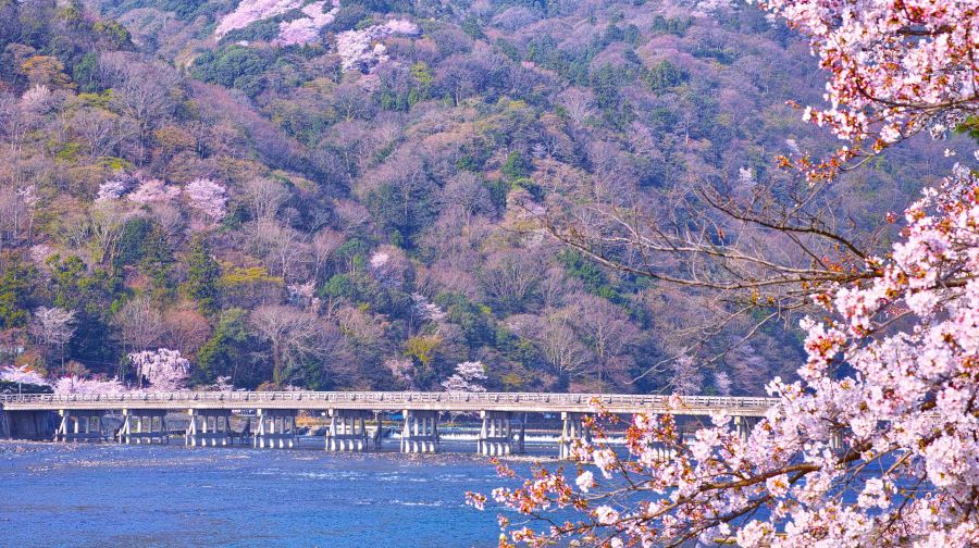 京都嵐山深度一日遊，可京都大阪上下車，櫻花季