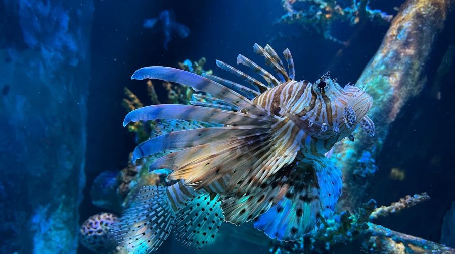 芭提雅海底世界